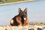 BERGER ALLEMAND 104
